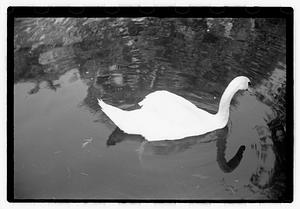 Swan