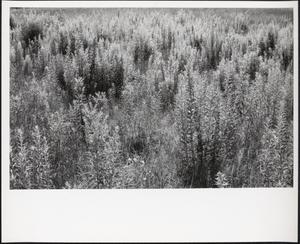 Meadow, Boston