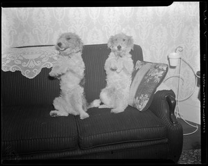 Tonto and Jeff, family dogs