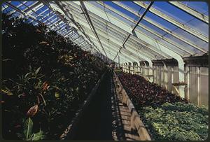 City of Boston Greenhouses at Franklin Park