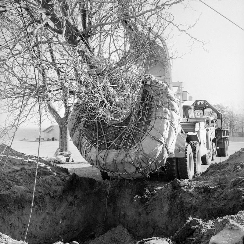 Replanting tree