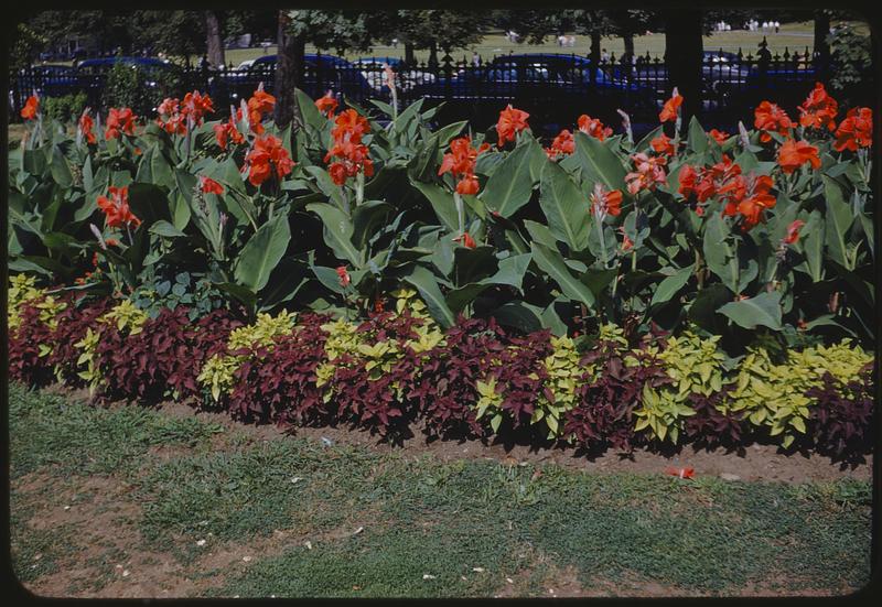 Flowers, Public Garden