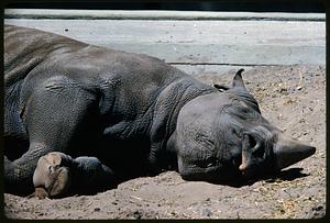Sleeping beauty