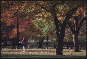 Boston Common, fall foliage