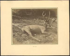 An elk, Cervus Canadensis