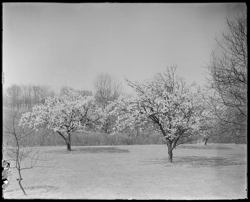 Prunus nigra