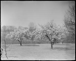 Prunus nigra