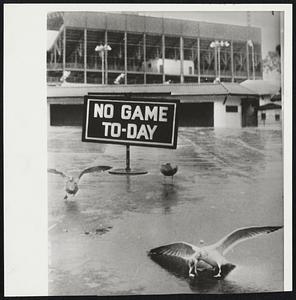Good Day for Seagulls but not baseball, and it was true all over the big league circuit as the torrents continued. At Griffith Stadium in Washington, a trio of gulls were the only ones happy as the Senators saw their sixth straight postponement, a record for the club.