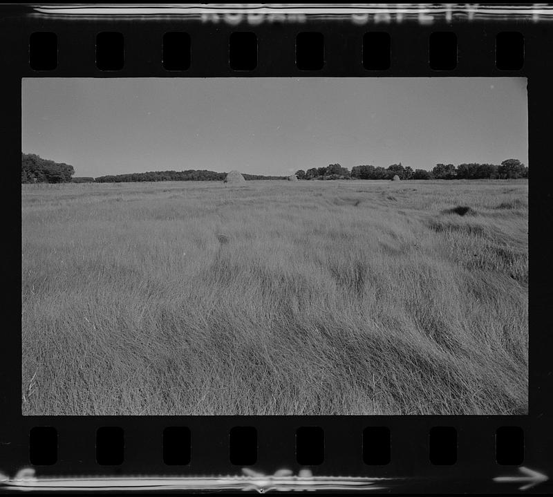 Salt hay stacks Newbury