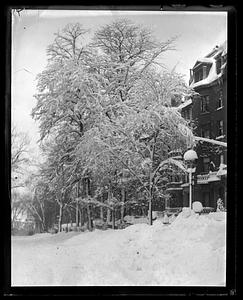Snow covered trees