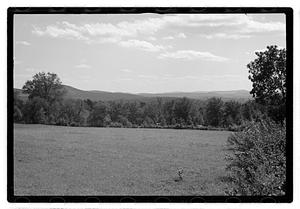 Trees by a field