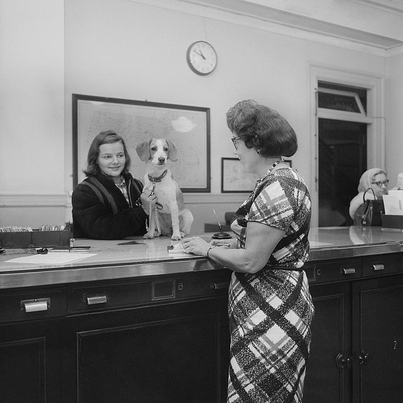 Getting dog license, City Hall, New Bedford