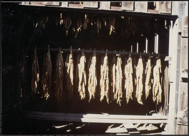 Tobacco drying