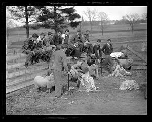 Sheep shearing