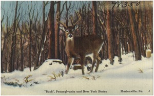 "Buck", Pennsylvania and New York states, Marienville, Pa.