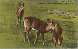 Beauties of the wild life of McKean County
