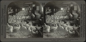 White leghorn hens on egg farm, Bound Brook, N.J.