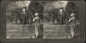 Summer spraying in apple orchard, Hilton, N.Y.