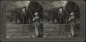 Summer spraying in apple orchard, Hilton, N.Y.