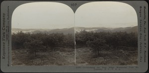 Overlooking the Blue Ridge Mountains from Mt. Toxaway, N.C.
