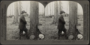 Tapping a sugar-maple tree, Ohio