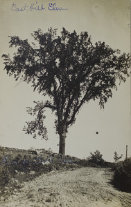 Elm tree on East Hill