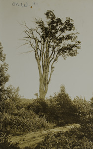Elm tree on West Hartland Road