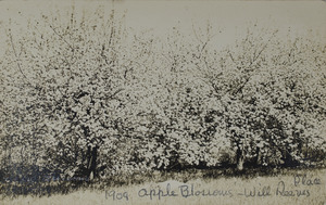 Apple blossoms, Will Reeves place