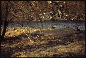 Mallard ducks and other birds make home in debris in Charles River, Waltham-from Farwell St. Bridge area