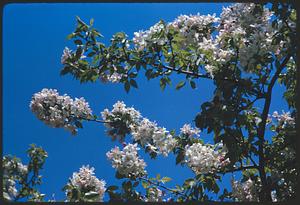 Branches with leaves and white flowers against sky
