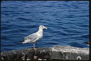 Seagull standing on wooden posts