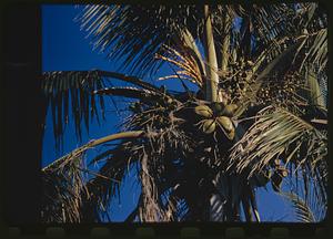 Fronds and fruit on palm tree