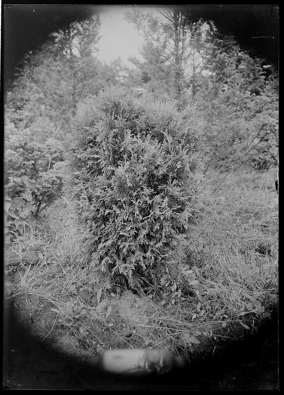 Thuja occidentalis woodwardi - Digital Commonwealth