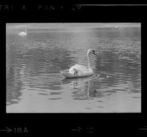 Swan at Bartlett Mall