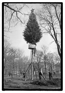 Setting up Christmas tree, Boston Common