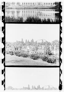 Rose garden, Boston