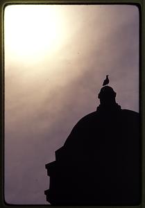 Boston 1981: A seagull sits on top of a tower on the Longfellow Bridge