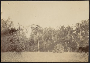 View of tropical forest