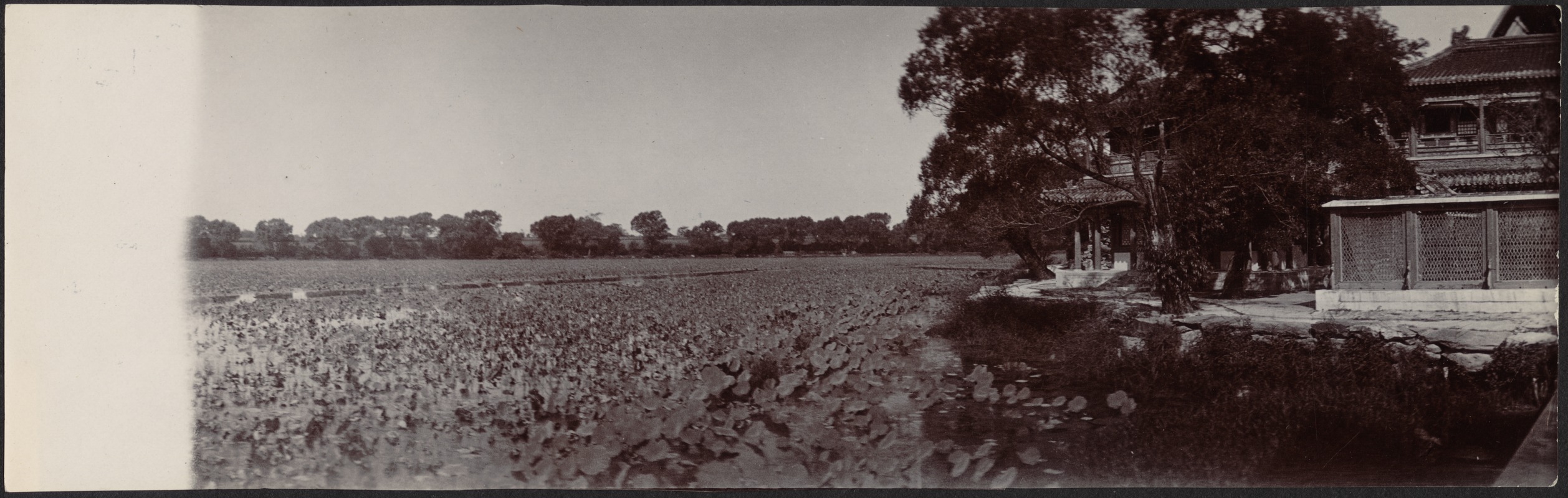 Water lilies near temple