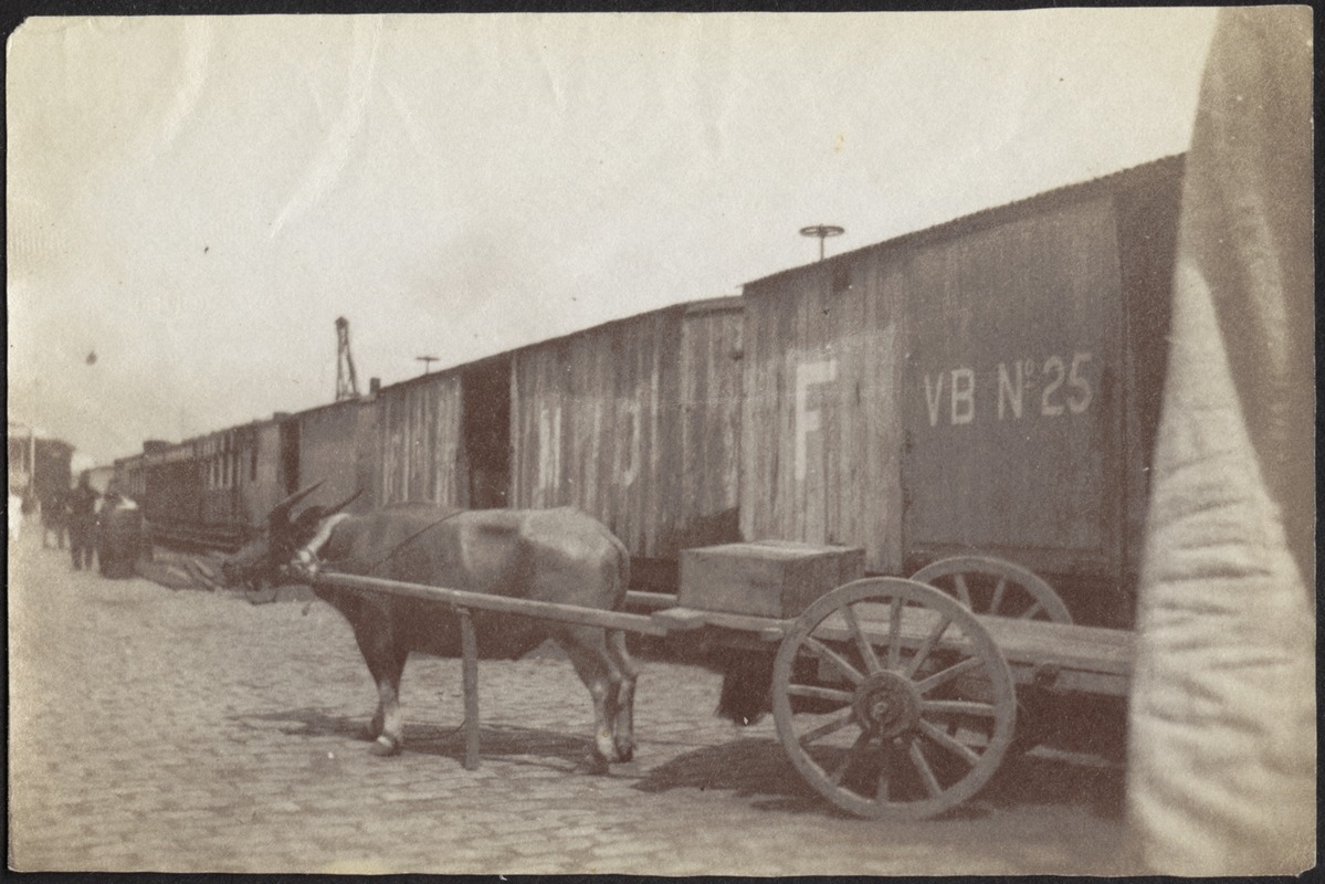 Ox and cart next to railcar #VBN25