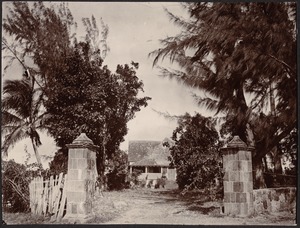Drive with stone posts leading to wooden house, palm trees and wood/bamboo fence on left