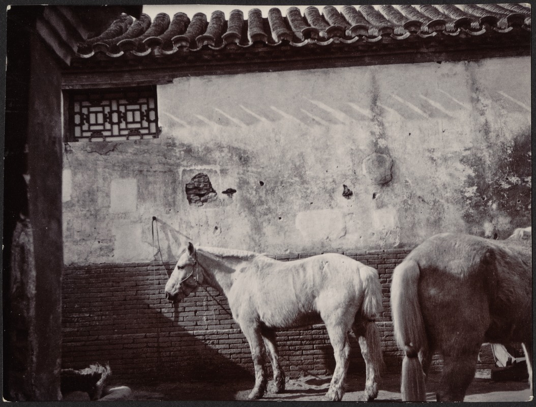 House in Peking, China — Two horses in stable yard