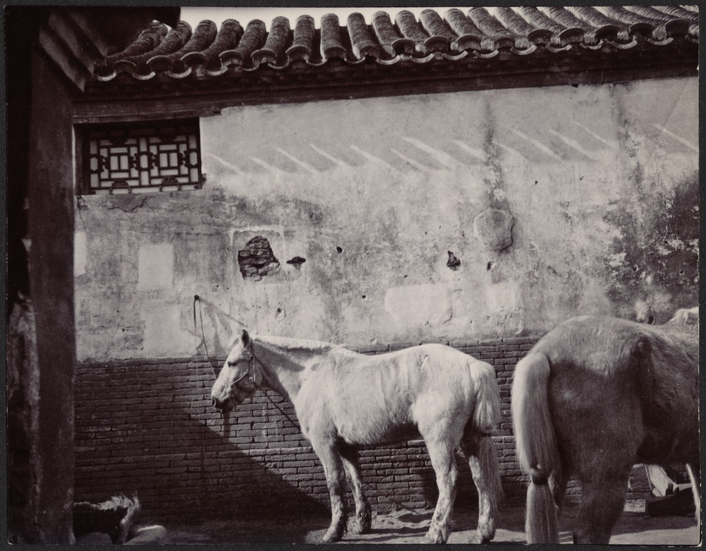House in Peking, China — Two horses in stable yard