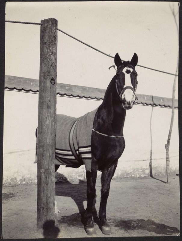 House in Peking, China — Horse in stable yard (dark with white markings)