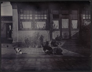 House in Peking, China — Front courtyard with cat and three dogs