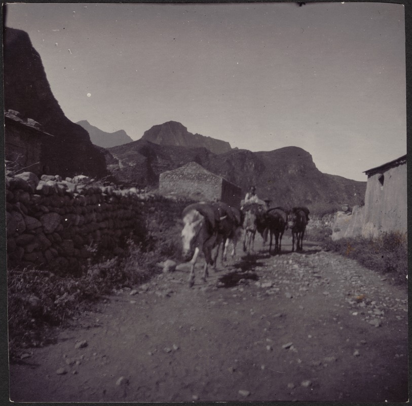 Five pack mules with two riders along dirt road; mountains in distance