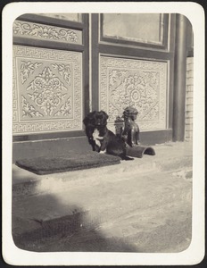 House in Peking, China — Small black dog on doorstep in main courtyard