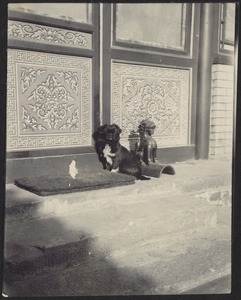 House in Peking, China — Small black dog on doorstep in main courtyard