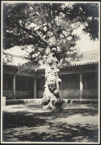 Very old, gnarled tree in courtyard