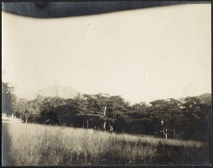 View of grassy field, trees and mountain